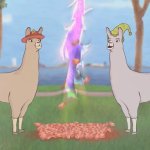 Llamas with hats