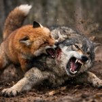 fox attacking wolf meme