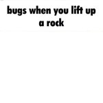 Bugs when you lift up a rock