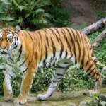 tigre