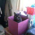 cat in box