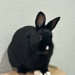 bunny rare