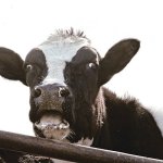 Surprised Cow