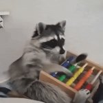 racoon counting