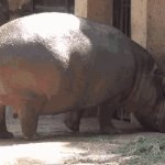 Hippo Spray