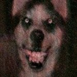 Smile dog creepypasta