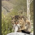 Grandmaster Mi-au Pau