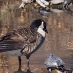 Goose with pet turtle