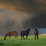 horses in storm