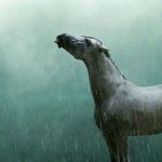 horse in rain