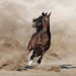 horse running