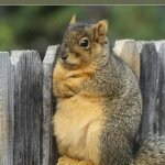 So much hype… | WHEN YOUR HYPED TO TRY A NEW RESTAURANT AND IT’S KIRKENUINELY BUNS | image tagged in annoyed squirrel | made w/ Imgflip meme maker