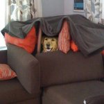 dog fort