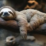 sloth sleeping