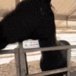 Tyler-Horse GIF Template
