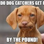Daily Bad Dad Joke March 11, 2026 | HOW DO DOG CATCHERS GET PAID? BY THE POUND! | image tagged in disappointed dog | made w/ Imgflip meme maker
