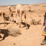 somali camel