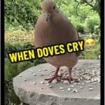 doves cry