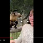 Monkey throws poop at woman