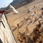 bait thrown into lion enclosure