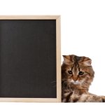 Cat with blackboard