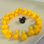 Racist Ducks meme