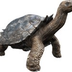 Carbonemys (JWA Design)