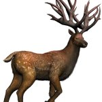 Eucladoceros (JWA Design)