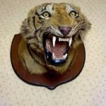 Tiger head by Theobald Bros of Mysore