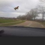 Cow in the air