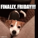 Finally, Friday | FINALLY, FRIDAY!!! | image tagged in gifs,beagle,dog,friday | made w/ Imgflip video-to-gif maker