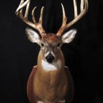 Deer head