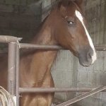 Suspicious gay horse