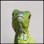 Florida Man template