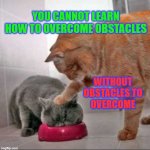 Don't protect them from the CATalyst for growth | YOU CANNOT LEARN HOW TO OVERCOME OBSTACLES; WITHOUT OBSTACLES TO OVERCOME | image tagged in cat bully | made w/ Imgflip meme maker