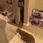 Ahh | When the teacher says a word that sounds like your name: | image tagged in gifs,funny,memes,relatable,funny memes | made w/ Imgflip video-to-gif maker