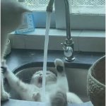 screaming cat in sync