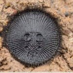 found a coin