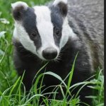 Badger