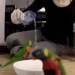 Parrots water ritual GIF Template