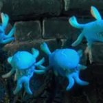 The Vines (Coraline)