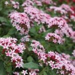 AIKEN FFA BOOSTER CLUB PLANT SALE