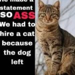 he made a statement cat