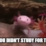 Study, it's way past cool | WHEN YOU DIDN'T STUDY FOR THE TEST | image tagged in gifs,school | made w/ Imgflip video-to-gif maker