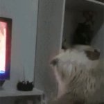 Cat glass GIF Template