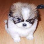 Evil Puppy!