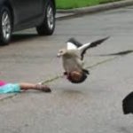 Bird attacking baby template