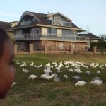 Look at these chicken