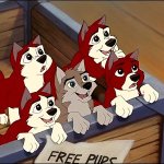 Balto and Jenna's pups prepared for adoption.