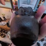 Live Monkey Reaction GIF Template